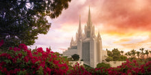 Load image into Gallery viewer, San Diego Flowers