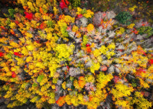 Load image into Gallery viewer, Sacred Grove Autumn From Heaven