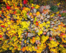 Load image into Gallery viewer, Sacred Grove Autumn From Heaven