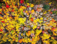 Load image into Gallery viewer, Sacred Grove Autumn From Heaven