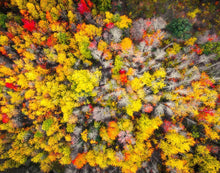 Load image into Gallery viewer, Sacred Grove Autumn From Heaven
