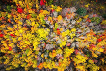 Load image into Gallery viewer, Sacred Grove Autumn From Heaven