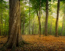 Load image into Gallery viewer, Oh How Lovely was the Morning