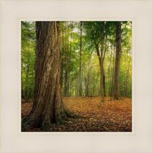 Load image into Gallery viewer, Oh How Lovely was the Morning
