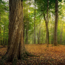Load image into Gallery viewer, Oh How Lovely was the Morning