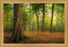 Load image into Gallery viewer, Oh How Lovely was the Morning