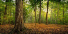 Load image into Gallery viewer, Oh How Lovely was the Morning