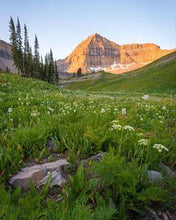 Load image into Gallery viewer, The Meadow