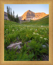 Load image into Gallery viewer, The Meadow