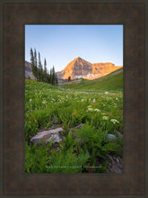 Load image into Gallery viewer, The Meadow