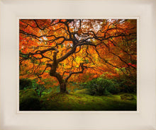 Load image into Gallery viewer, Tree of Perspective