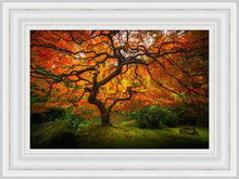 Load image into Gallery viewer, Tree of Perspective