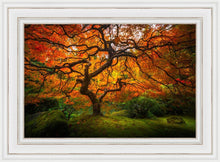 Load image into Gallery viewer, Tree of Perspective