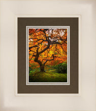 Load image into Gallery viewer, Tree of Perspective Vertical