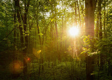 Load image into Gallery viewer, The Morning Breaks
