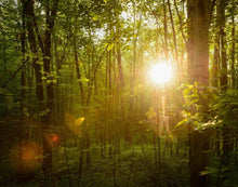 Load image into Gallery viewer, The Morning Breaks