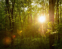 Load image into Gallery viewer, The Morning Breaks