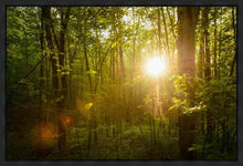 Load image into Gallery viewer, The Morning Breaks