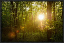 Load image into Gallery viewer, The Morning Breaks