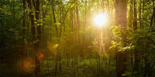 Load image into Gallery viewer, The Morning Breaks