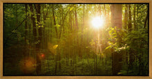 Load image into Gallery viewer, The Morning Breaks