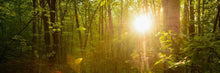 Load image into Gallery viewer, The Morning Breaks