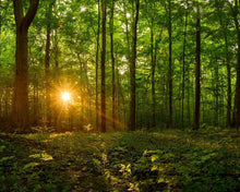 Load image into Gallery viewer, Sacred Morning