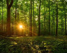 Load image into Gallery viewer, Sacred Morning