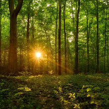 Load image into Gallery viewer, Sacred Morning