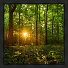 Load image into Gallery viewer, Sacred Morning