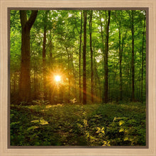 Load image into Gallery viewer, Sacred Morning