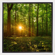 Load image into Gallery viewer, Sacred Morning