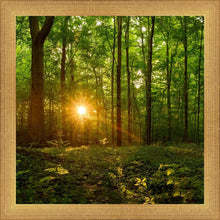 Load image into Gallery viewer, Sacred Morning