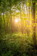 Load image into Gallery viewer, Sweet Hour of Prayer