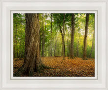 Load image into Gallery viewer, Oh How Lovely was the Morning