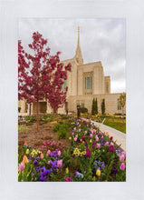 Load image into Gallery viewer, Ogden Tulips