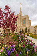 Load image into Gallery viewer, Ogden Tulips