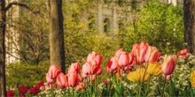 Load image into Gallery viewer, Salt Lake in the Garden