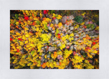 Load image into Gallery viewer, Sacred Grove Autumn From Heaven
