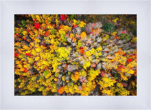 Load image into Gallery viewer, Sacred Grove Autumn From Heaven