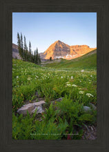 Load image into Gallery viewer, The Meadow
