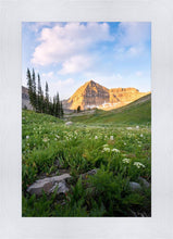 Load image into Gallery viewer, Timpanogos Meadow