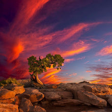 Load image into Gallery viewer, Moab Morning