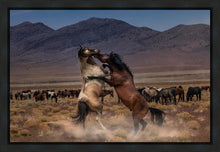 Load image into Gallery viewer, Desert Duel