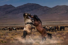 Load image into Gallery viewer, Desert Duel