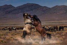 Load image into Gallery viewer, Desert Duel