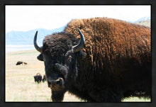 Load image into Gallery viewer, What Are You Looking At