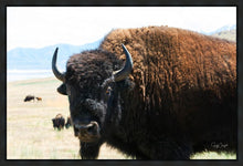 Load image into Gallery viewer, What Are You Looking At