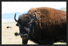 Load image into Gallery viewer, What Are You Looking At