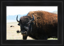Load image into Gallery viewer, What Are You Looking At